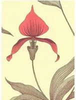 Orchid - Designtapete von Cole and Son - Hellgrün/ Rotorange