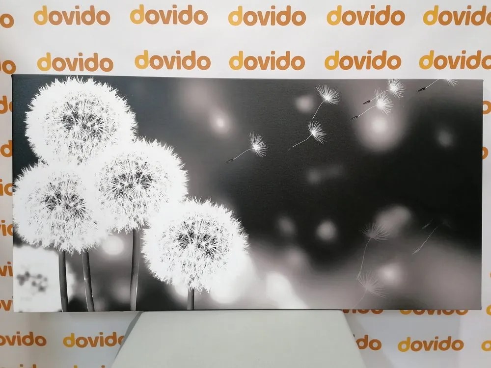 Quadro su tela – Dente di leone soffice in bianco e nero