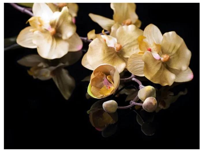 Fotomurale Orchids in ecru color