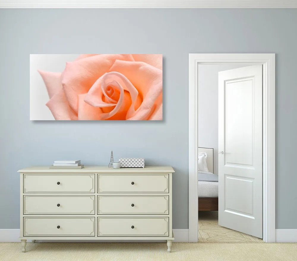 Stampa su tela – Rosa pesca