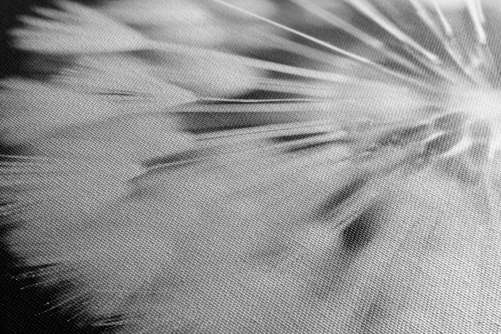 Stampa su tela – Dente di leone in bianco e nero