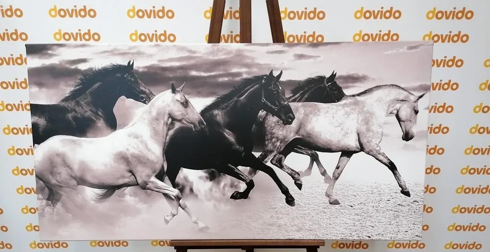 Quadro su tela – Branco di cavalli in bianco e nero