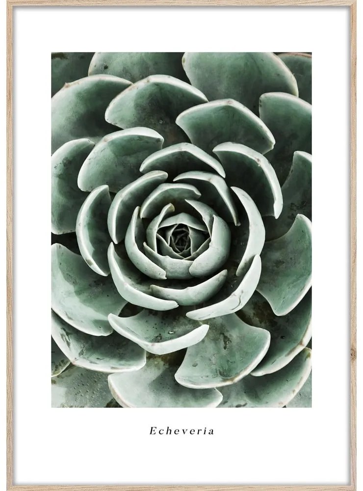 Dipinto 50x70 cm Echeveria – Styler