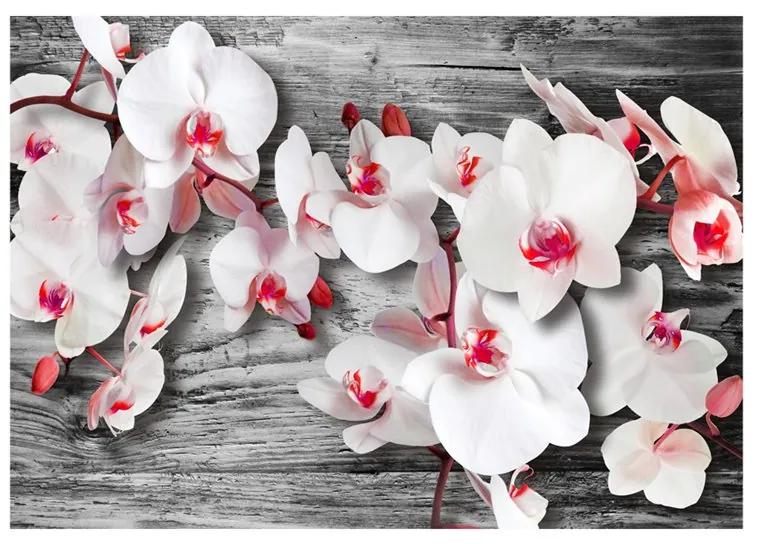 Fotomurale Orchidee insensibili