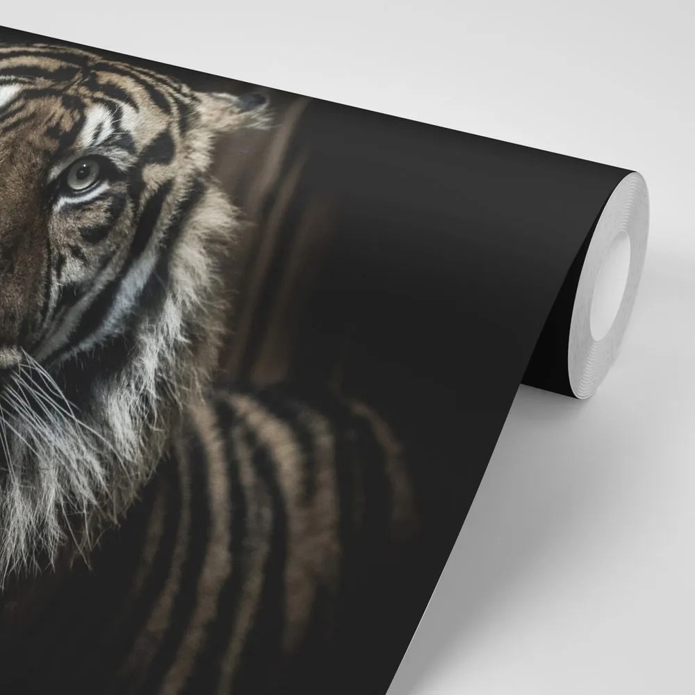 Carta da parati autoadesiva – Tigre