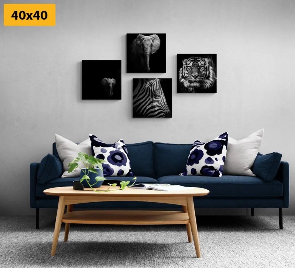 Set di quadri – Animali in stile bianco e nero