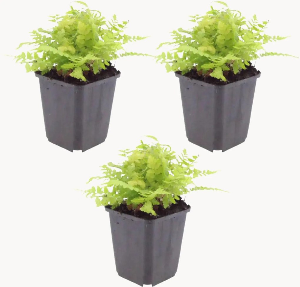 Set di 3 piante vere Maschio Dryopteris Filix-Mas
