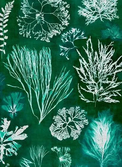 Mindthegap Carta da parati Algae - Moss