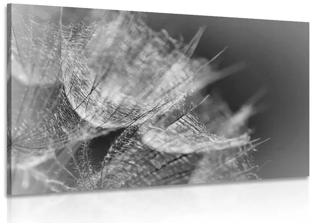 Stampa su tela – Macro soffione in bianco e nero su sfondo