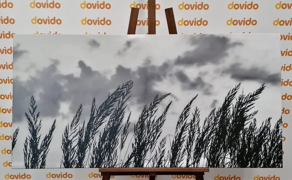 Quadro su tela – Erba in bianco e nero