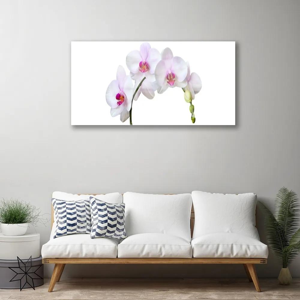 Quadro acrilico Orchidea Fiori di orchidea 100x50 cm