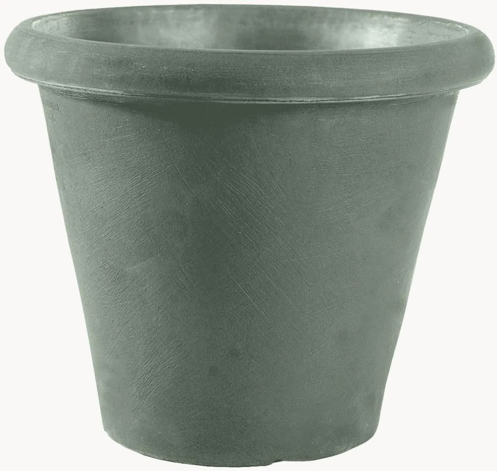 Portavaso Camelia