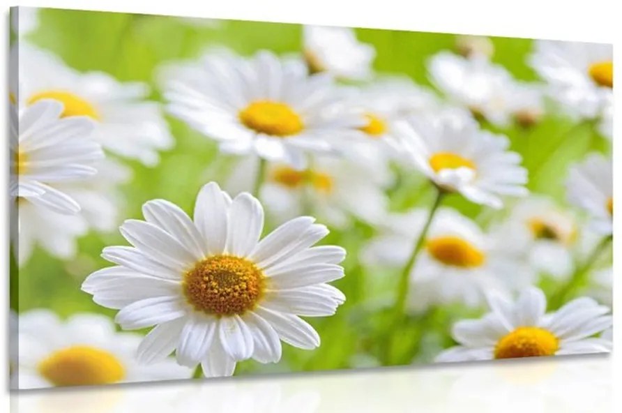 Stampa su tela – Prato primaverile pieno di fiori