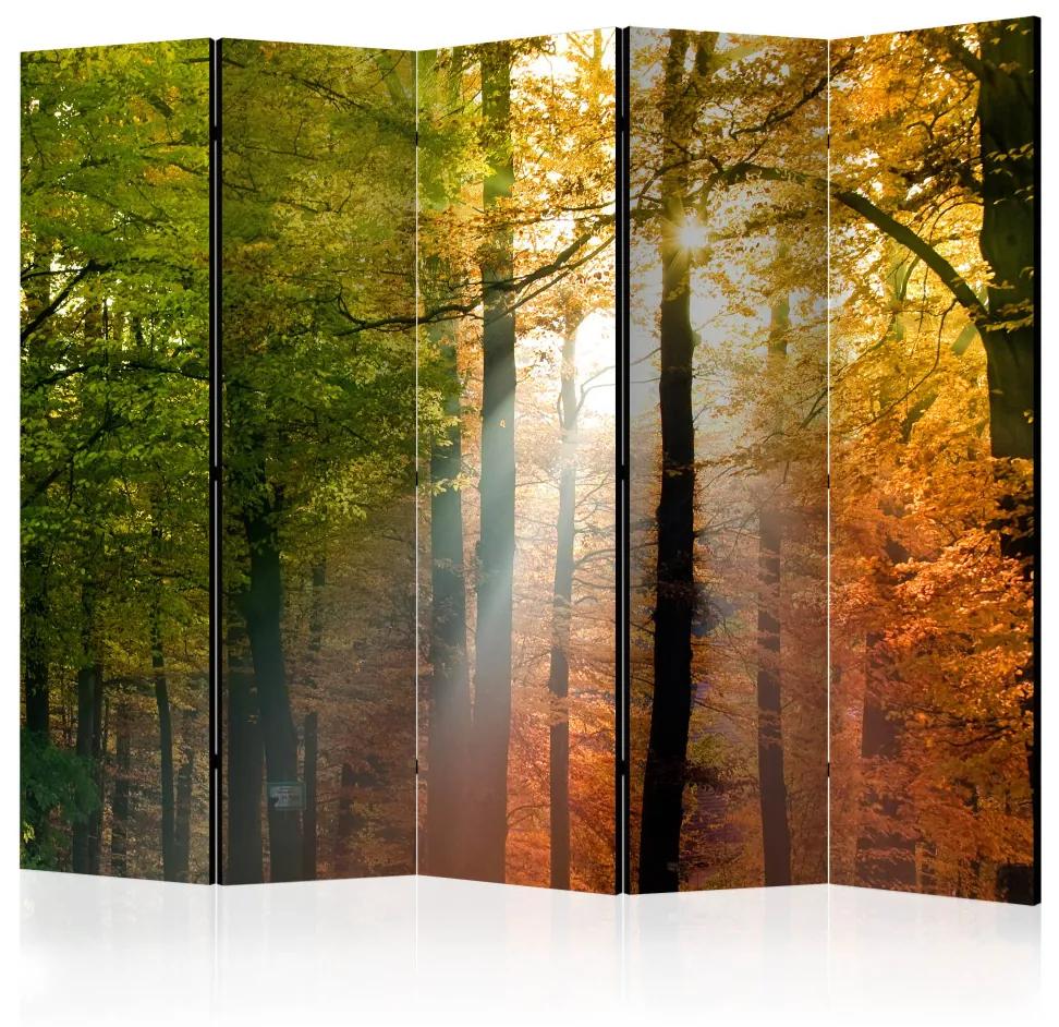 Paravento Colori del bosco II (5 parti) - paesaggio solare tra gli alberi