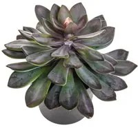 Succulent Artificiale con Vaso Altezza 28 cm Verde