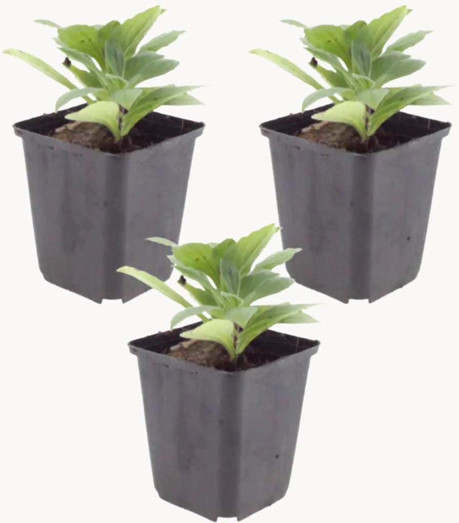 Set di 3 piante vere Aster frikartii Mönch