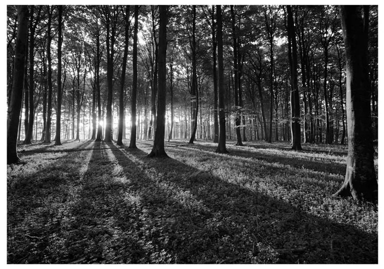 Fotomurale  The Light in the Forest  Colore Nero, Dimensioni e Misure 250x175