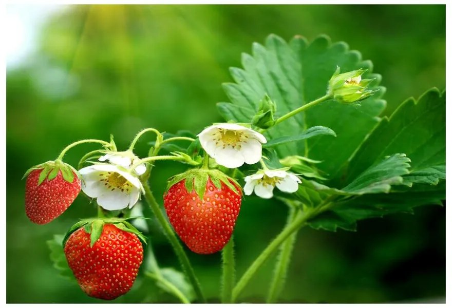 Carta da parati Fragola verde 104x70 cm