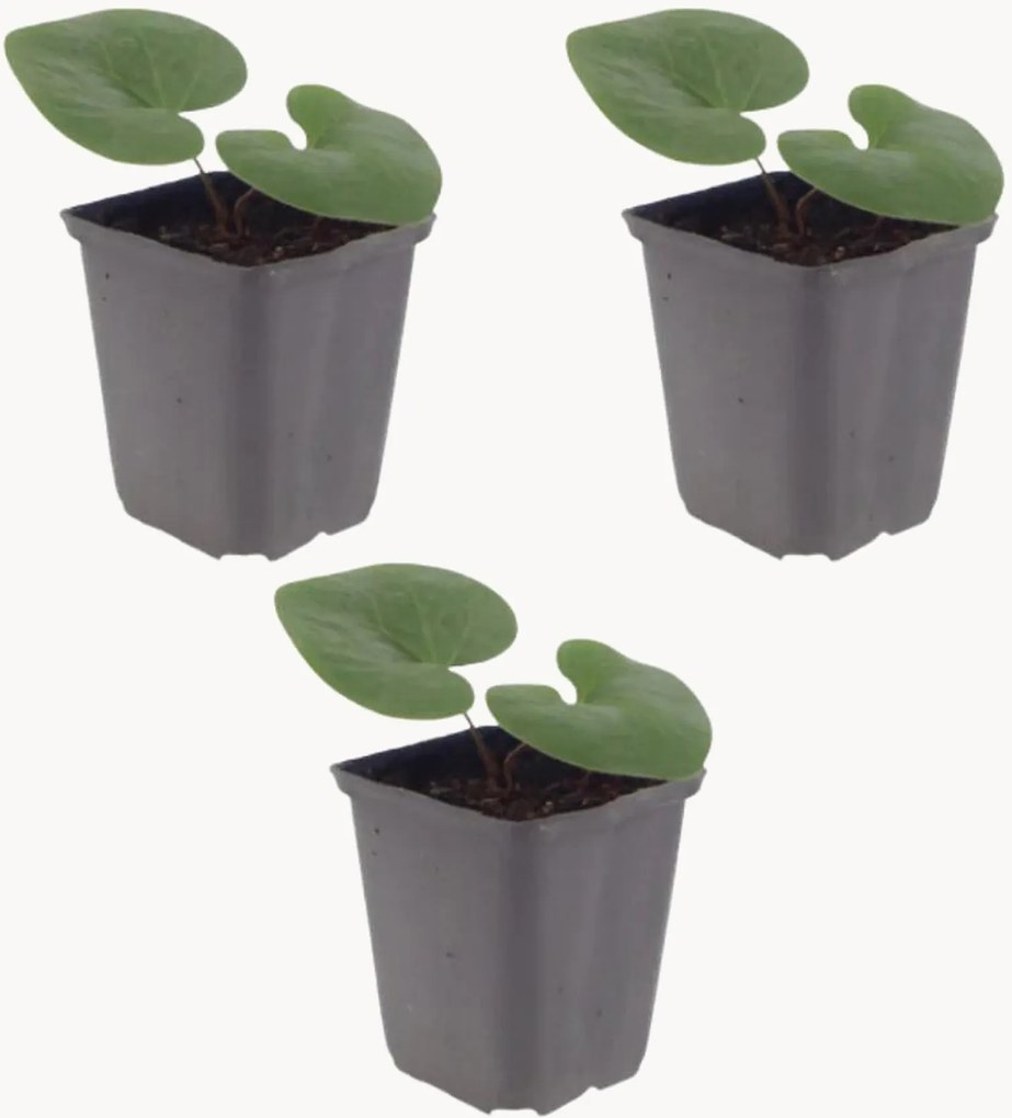 Set di 3 piante vere Asarum europaeum