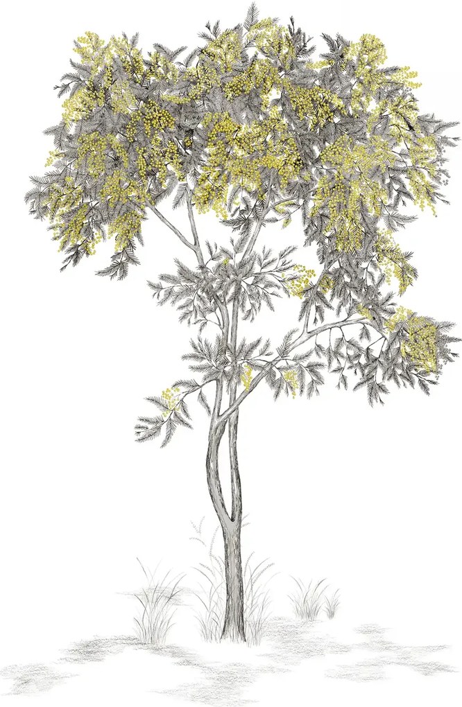 Isidore Leroy Carta da parati panoramica Arbustes Gris - Mimosa