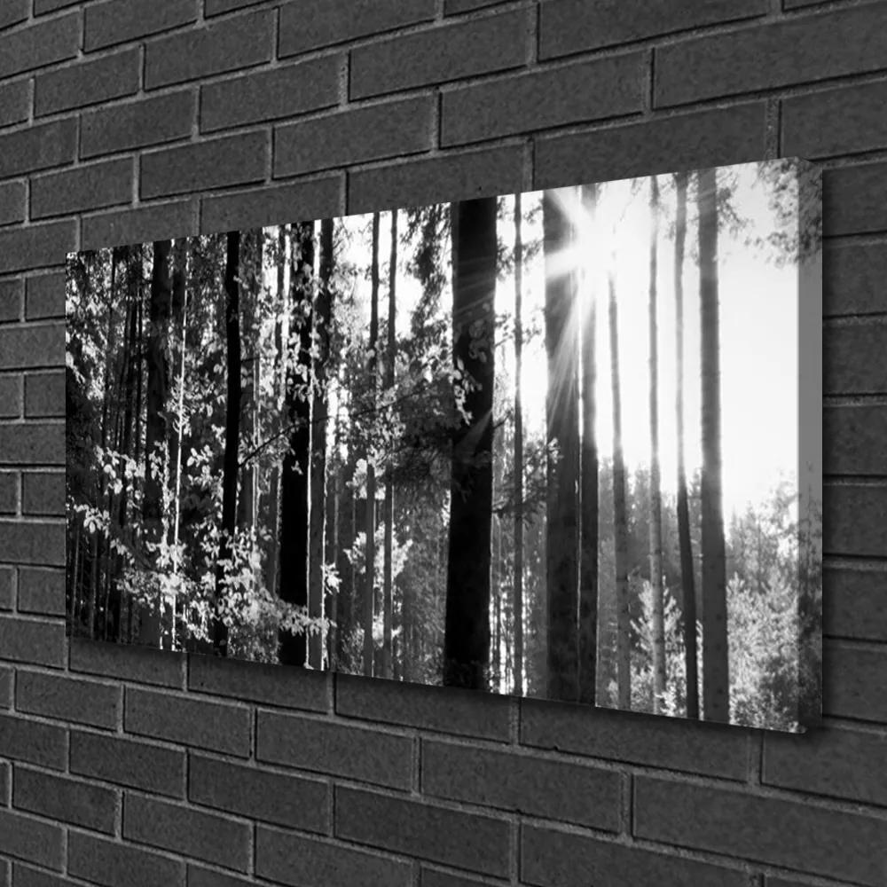 Foto quadro su tela Alberi della natura della foresta 100x50 cm