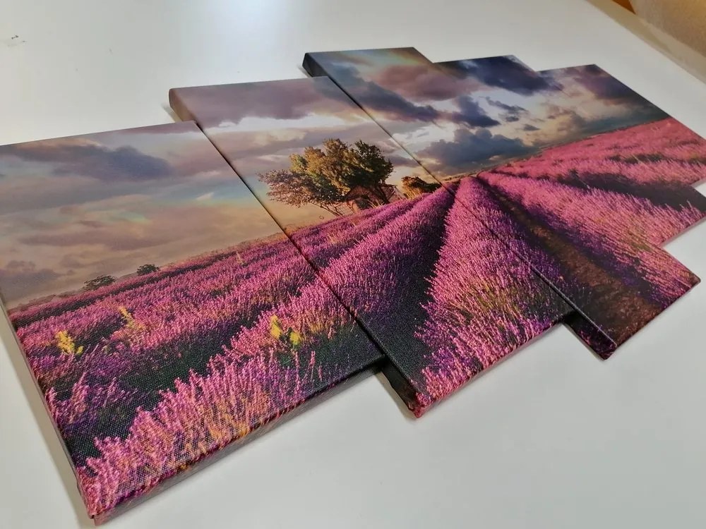 Quadri 5 pezzi – Terra dei campi di lavanda