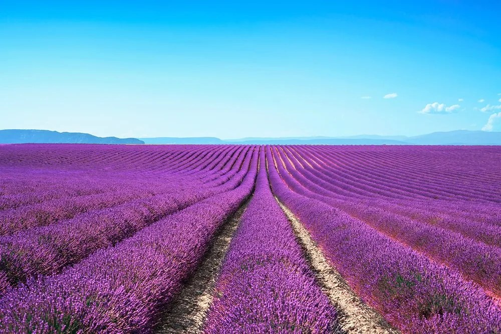 Carta da parati – Campo di lavanda infinito