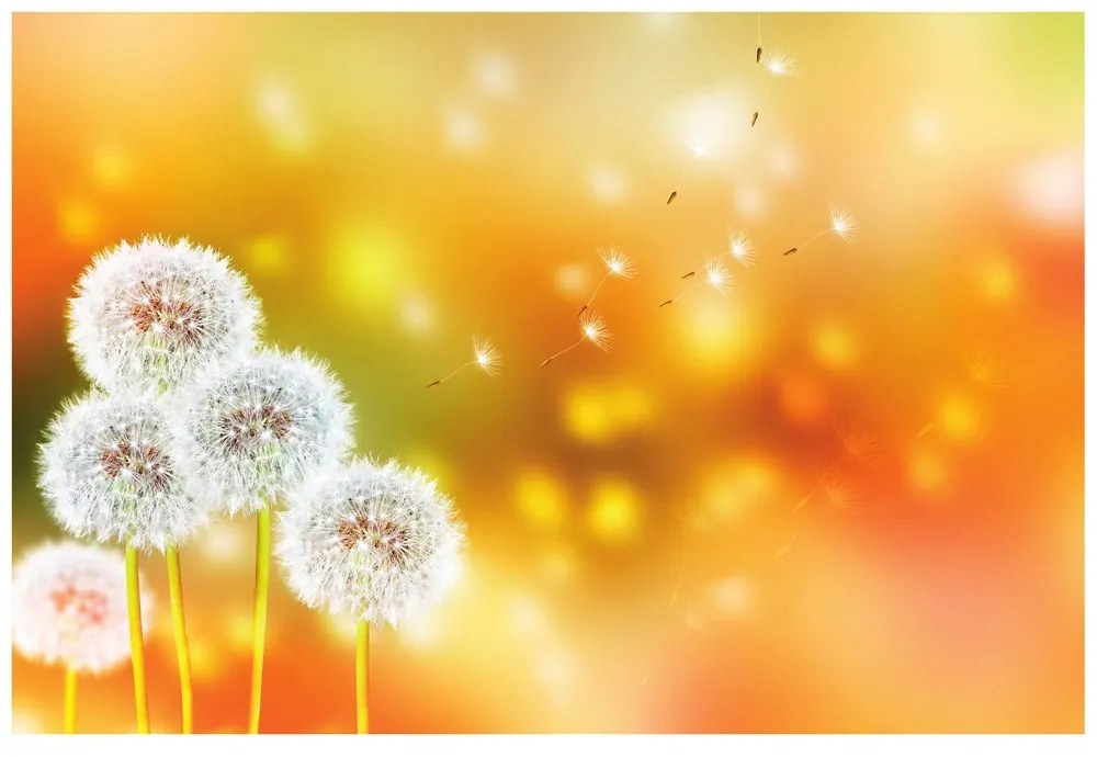 Carta da parati autoadesiva – Dente di leone soffice