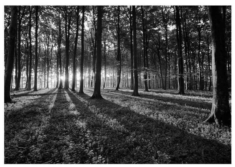 Fotomurale adesivo  The Light in the Forest  Larghezza x Altezza Home decor 147x105