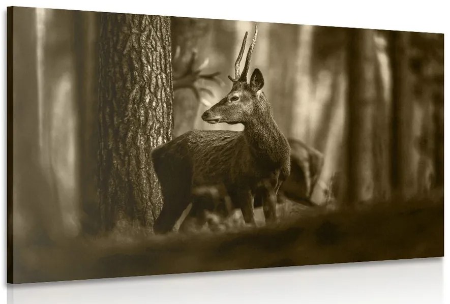 Quadro su tela – Cervo nella foresta di pini in seppia