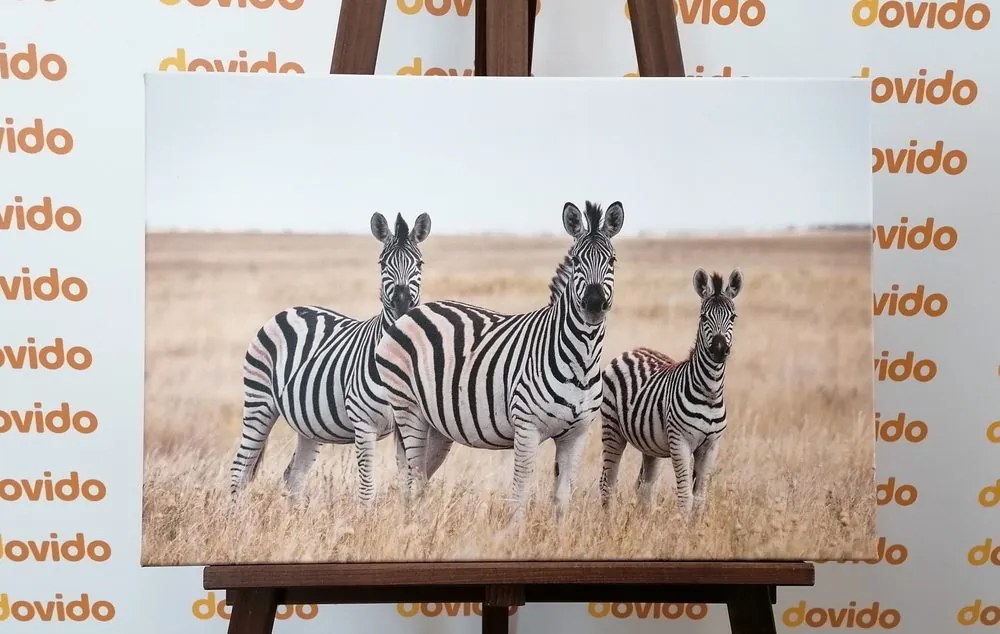 Stampa su tela – Tre zebre nella savana