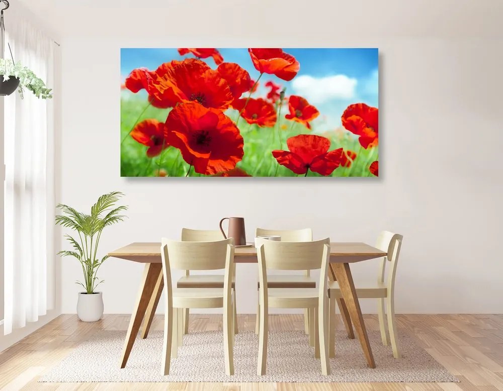Stampa su tela – Fiori di papavero nel prato