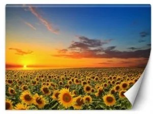 Carta Da Parati, Campo di girasoli Natura 150x105