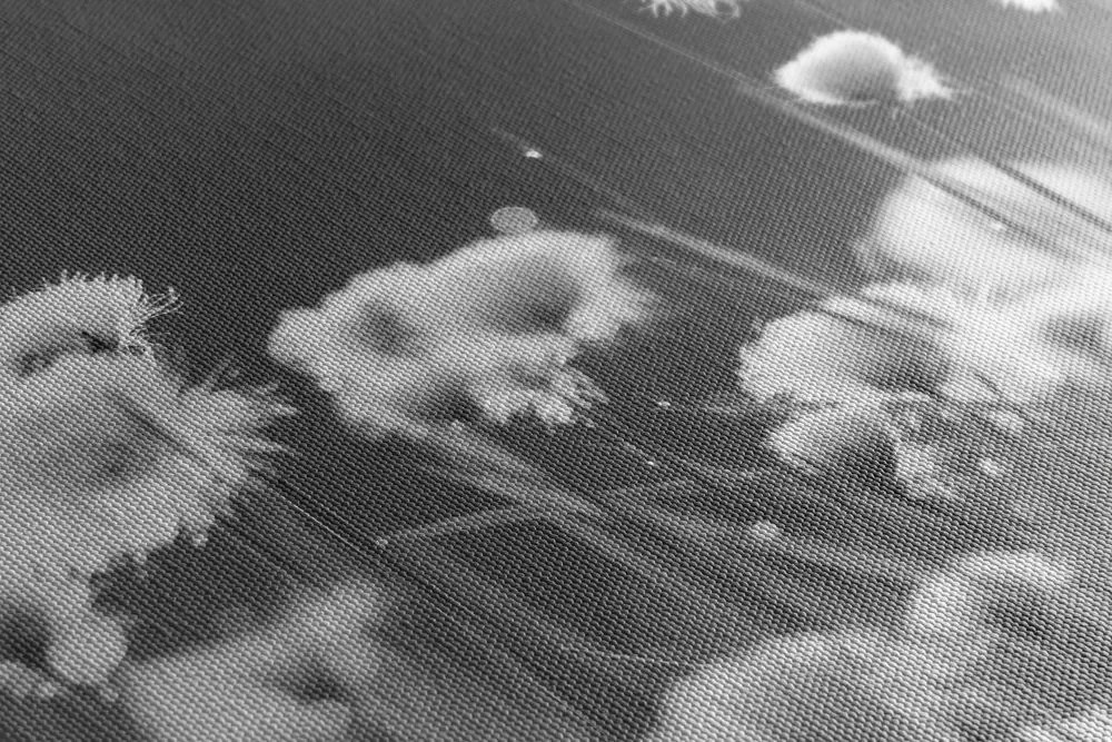 Quadro su tela – Erba di cotone in bianco e nero
