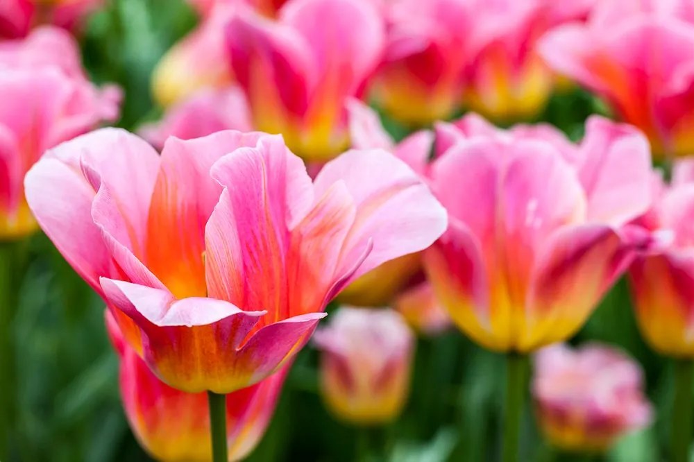 Carta da parati – Prato di tulipani rosa