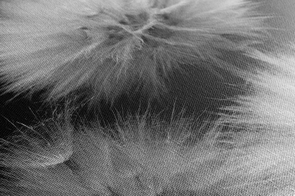Quadro su tela – Dente di leone in bianco e nero