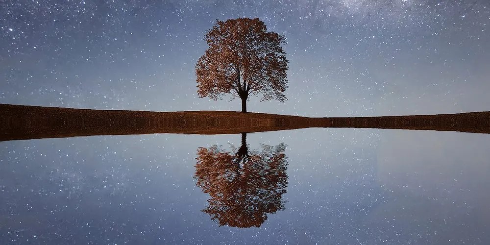 Stampa su tela – Cielo stellato sopra un albero solitario