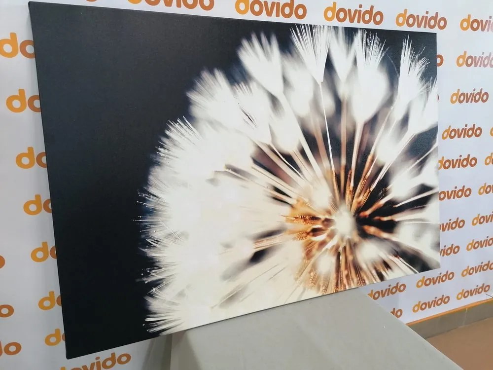 Quadro su tela – Dente di leone su sfondo scuro