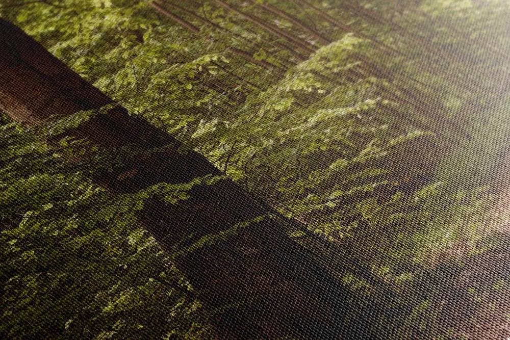 Quadro su tela – Foresta verde