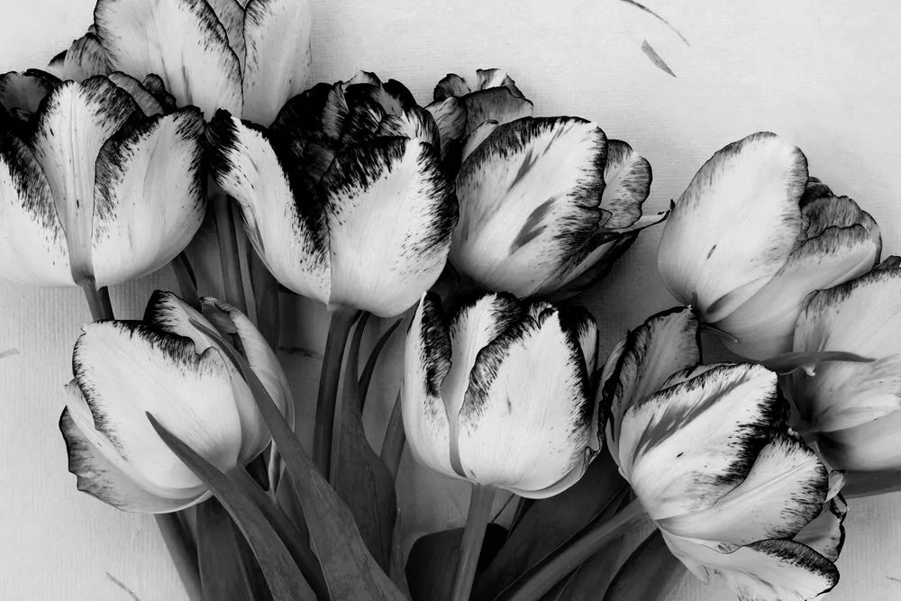 Quadro su tela – Tulipani primaverili in bianco e nero