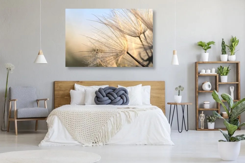 Quadro su tela – Soffione nel campo all'alba