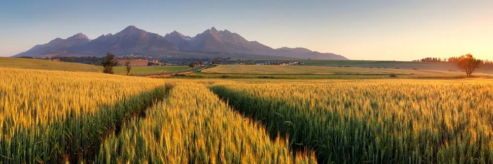 Stampa su tela – Tramonto su campo di grano