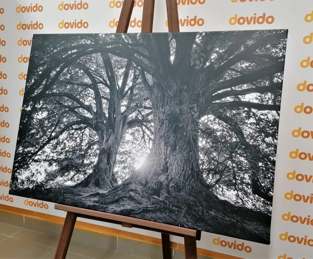 Quadro su tela – Alberi maestosi in bianco e nero