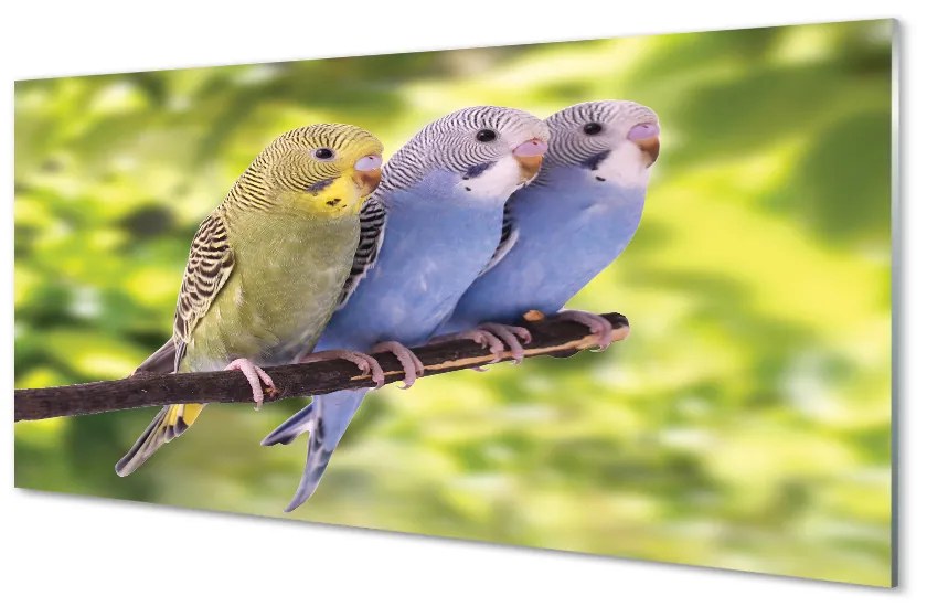 Quadro di vetro Pappagalli colorati su un ramo 140x70 cm