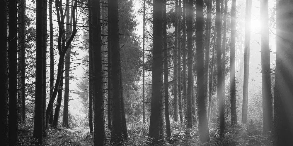 Stampa su tela – Foresta inondata di sole in bianco e nero
