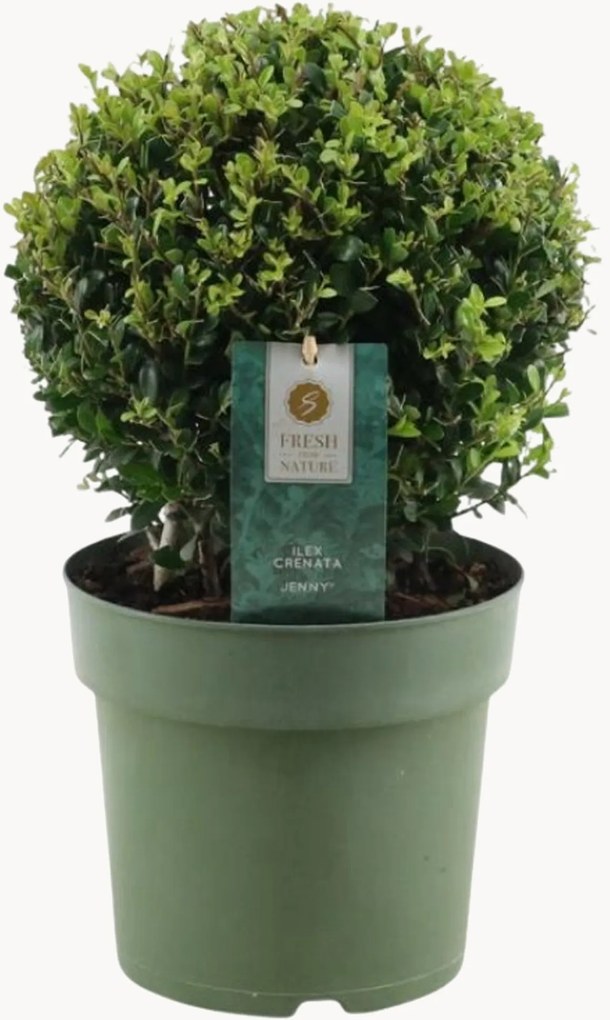 Set di 2 piante vere a forma di palla Ilex Crenata Jenny