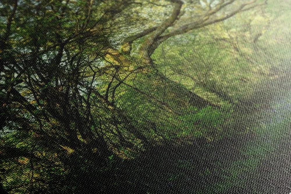 Quadro su tela – Foresta da fiaba