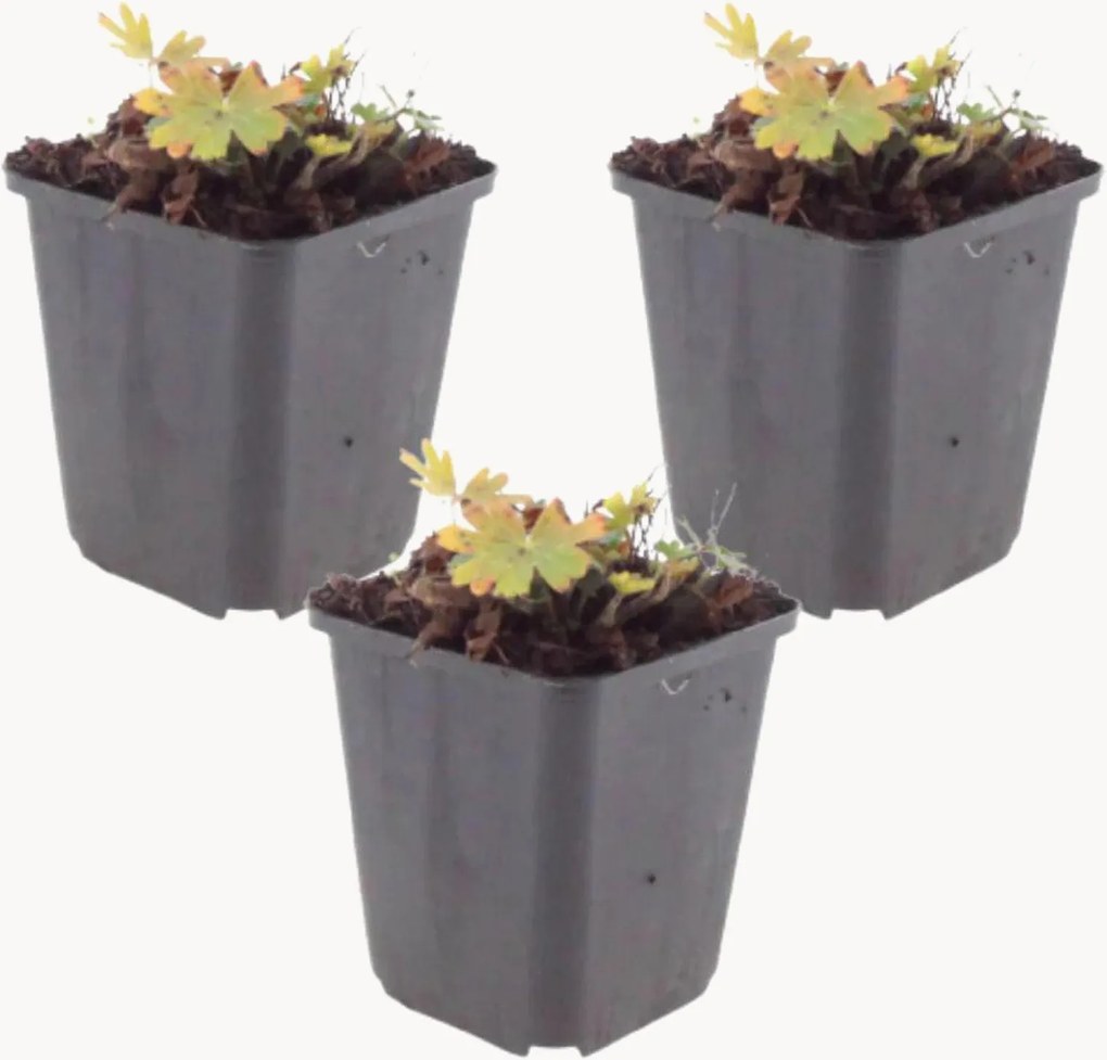 Set di 3 piante vere Geranio sanguineo Max Frei