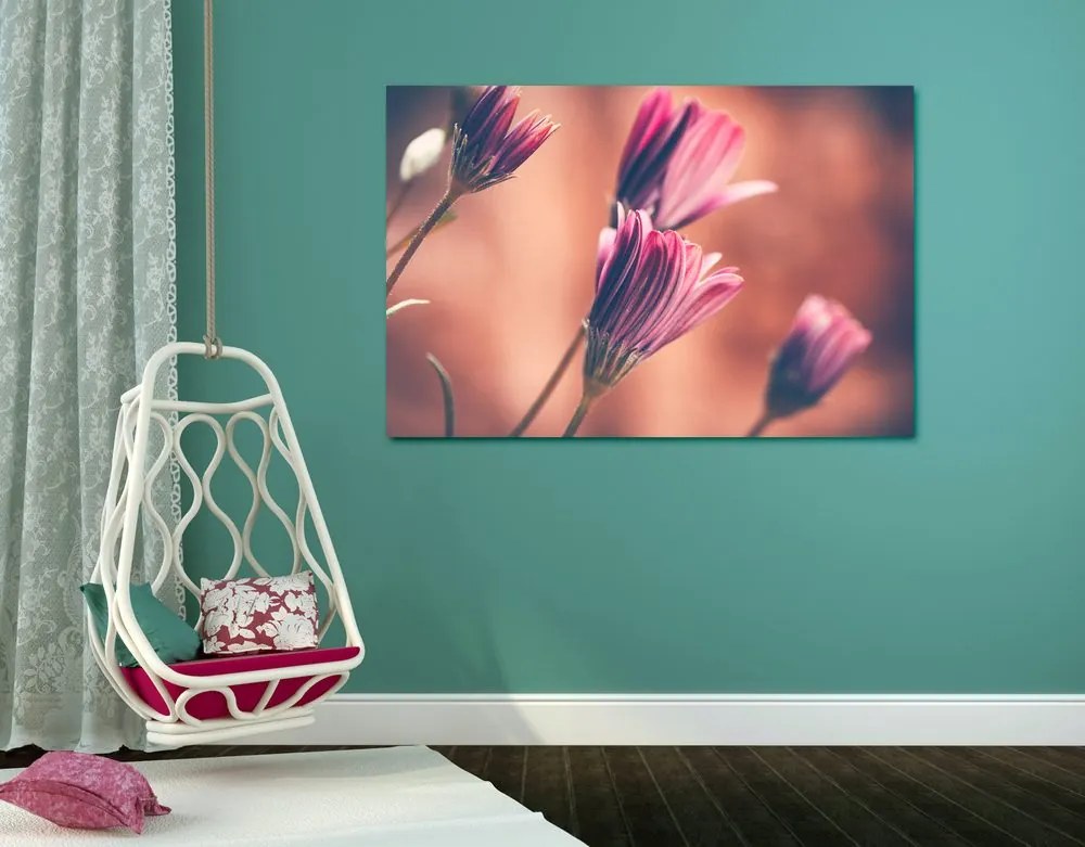 Quadro su tela – Margherite rosa delicate