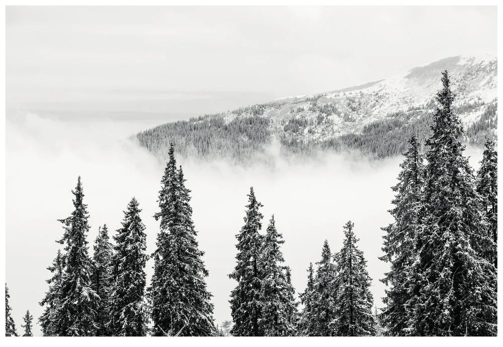 Carta da parati – Alberi di pino innevati bianco e nero